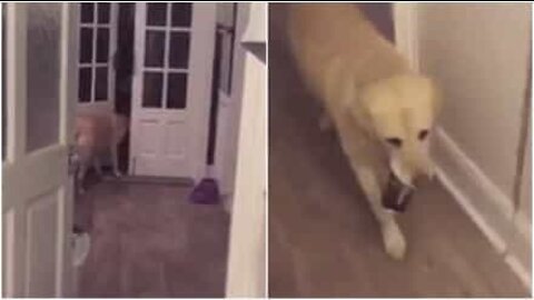 Dog gets owner a can of cider