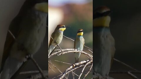🌿🌿 A Symphony of Colors: European Bee Eaters in Jerusalem 🌿🌿