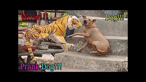 Fake Tiger Prank Dog Very Funny Dog Video Try To Stop laugh