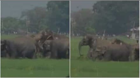 Manada de 100 elefantes atravessa arrozal na Índia