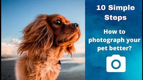 #1Dogtips How to photograph your pet better? 10 simple steps