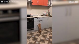 Ce chat se sert de tiroirs comme d'une échelle!