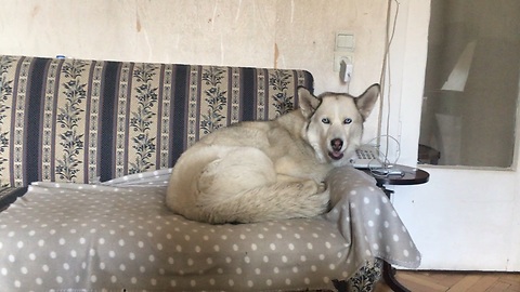 Husky humorously sings along with squeaky toy