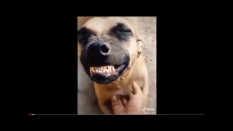 Fantastic animal funny video 😆😆 you must watching✌️🤘