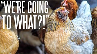 Your Chickens Don't Need A Heat Lamp In The Winter!