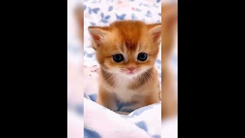 Baby Cat #catvideos #catmeow #shorts