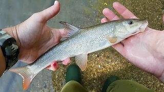 Barbel fishing with Maggots, catch and release