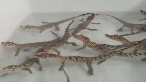 Baby crocodiles sound like laser guns in a video game.