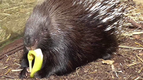 Prickly business: Meerkat steals food from porcupine