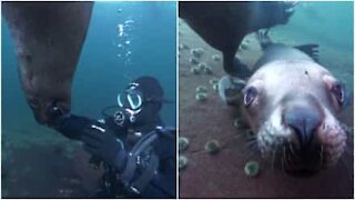 Leoni marini nuotano pacificamente insieme ai sub
