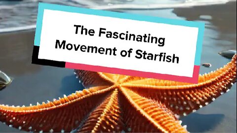 The Fascinating Movement of Starfish