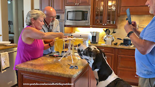 Great Dane Watches Singing Friends Have Fun Making Homemade Pasta