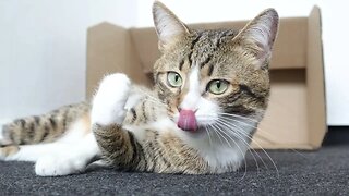 Funny Cat Bites His Toes