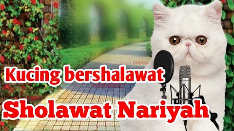 Kucing bershalawat shalawat nariyah tanpa musik #kucinglucu