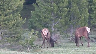 VELVET MANIA VIDEO 6 BULL ELK!