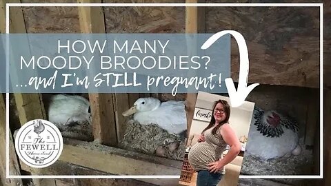 How Many Moody Broodies!? + Pregnancy Updates