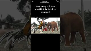 How many chickens would it take to kill an elephant