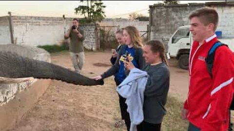 Jovem é agredida por tromba de elefante na Zâmbia