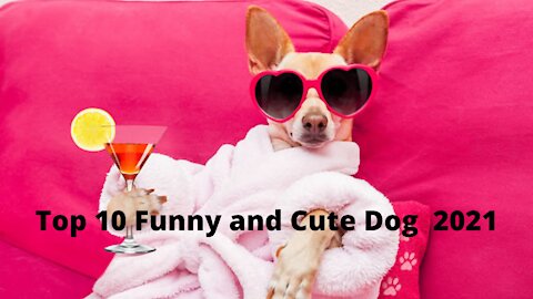 Top 10 Funny and Cute Dog 2021