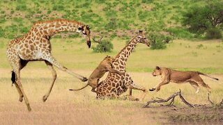 Como os leões atacam girafas?