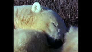 Polar Bear Power Nap