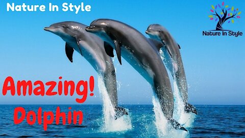 Amazing! Funny Dolphin | Nature In Style