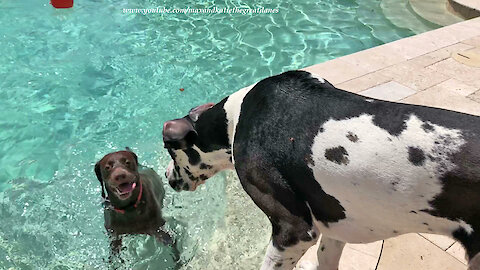 Great Danes Watch Water Loving Pointer Swim In The Pool