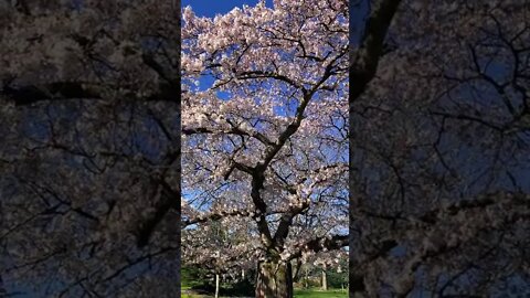 ロンドンの桜は満開#cherryblossom #shorts