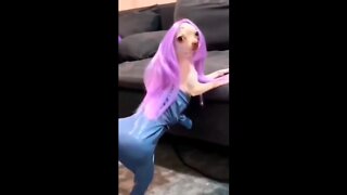 Funny animal videos🤣Funny dogs and cats #shorts #animals #funny #ytshorts #cats #dogs #pets