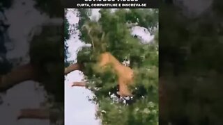 leão e leopardo brigando em cima de uma arvore