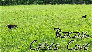 Biking Cades Cove Loop Road - Wild Black Bears and Smoky Mountains History