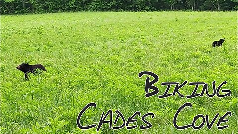 Biking Cades Cove Loop Road - Wild Black Bears and Smoky Mountains History