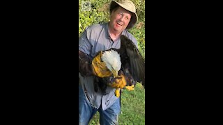 Bald Eagle rescue from Yadkin River