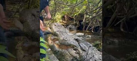 Buddy the Biggest Alligator at Gatorland‼️