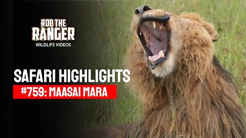 Safari Highlights #759: 04th April 2023 | Lalashe Maasai Mara | Latest Wildlife Sightings