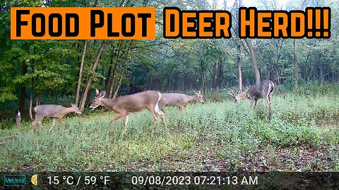 LOTS Of Deer ACTIVITY In The PLOT!!!