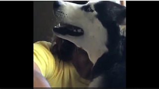 Talking Husky Tells Its Owner It Loves Him