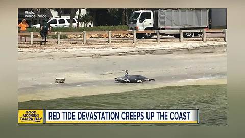 Red Tide now entering Pinellas County