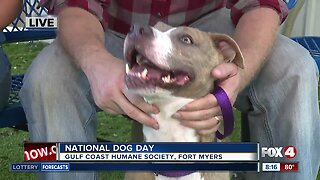 Gulf Coast Humane Society celebrates National Dog Day live hit 08:00a
