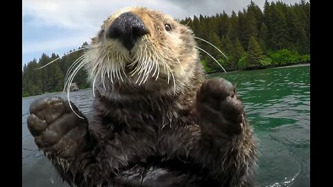Spy Otter quietly films the most intimate views of otters using tools.
