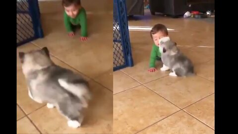 Puppy playing with the baby, how cute !!!