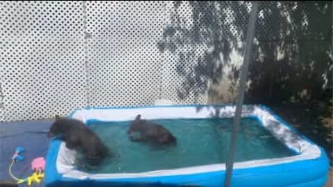 Ursinhos invadem quintal e se divertem em piscina