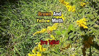 Brown And Yellow Moth