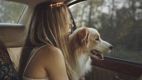 Uber is testing a dog inclusive riding option