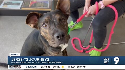 Jersey's Journey: Cats and dogs up for adoption in Tucson