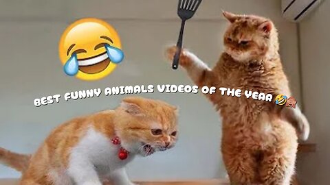 BEST FUNNY ANIMALS VIDEOS OF THE YEAR 🤣​🙈​