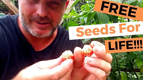 Saving Seeds in the Tropics: Bell Peppers