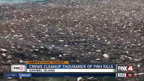 Crews cleanup thousands of fish kills on Sanibel Island