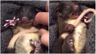 Baby possum viser frem søtheten sin