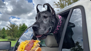 Great Dane Happy To Help Sister With Her Burger & Nuggets